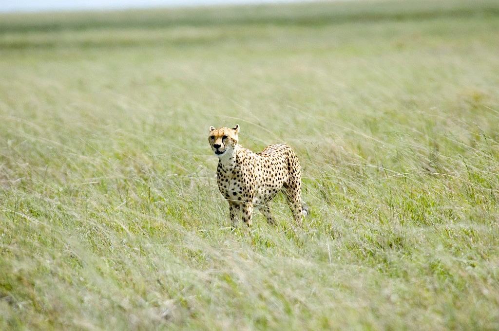 Serengeti Gepard00.jpg - Cheetah (Acinonyx jubatus), Serengeti N.P. Tanzania 2006